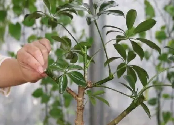 植物修剪|鹅掌柴怎么剪枝 修剪方法图解