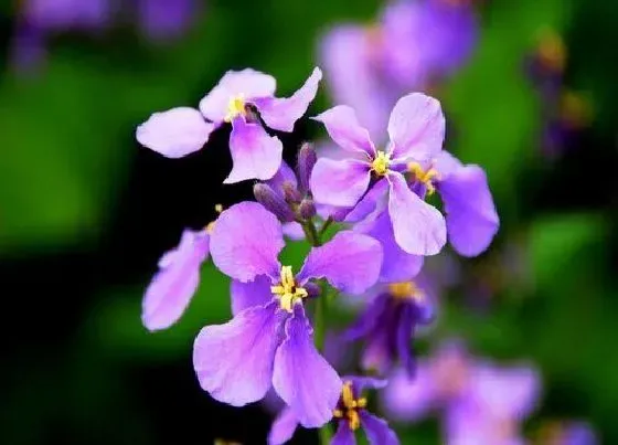 花语|什么花的花语是奉献