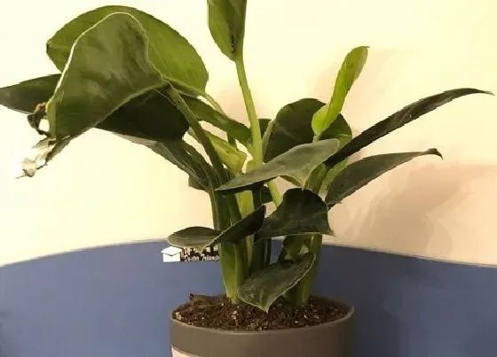 摆放常识|餐桌上摆放什么花最好看 适合放餐厅的绿植花卉