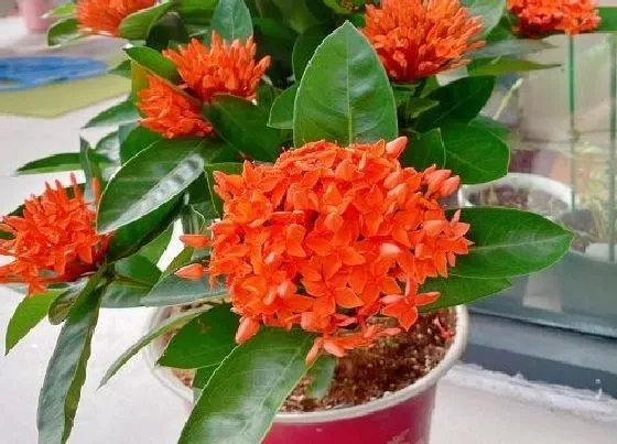 植物种类|龙船花是草本还是木本植物
