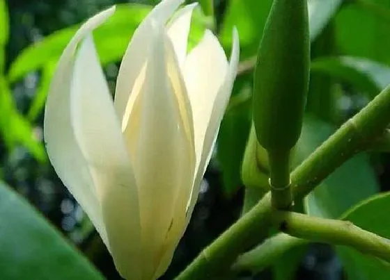 植物施肥|白兰用什么肥料好