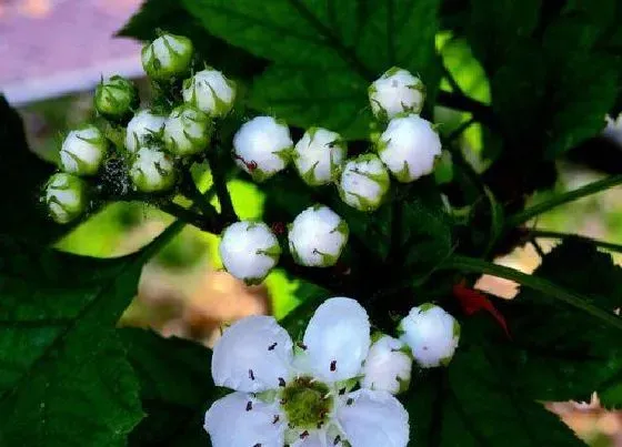 颜色花|山楂树开花是什么颜色 开的花是什么样子的