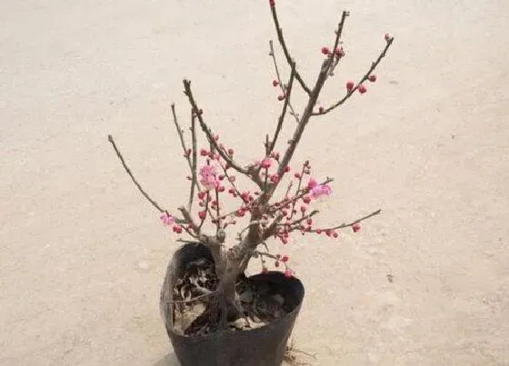 开花时间|红梅什么时候开花 花期是几月