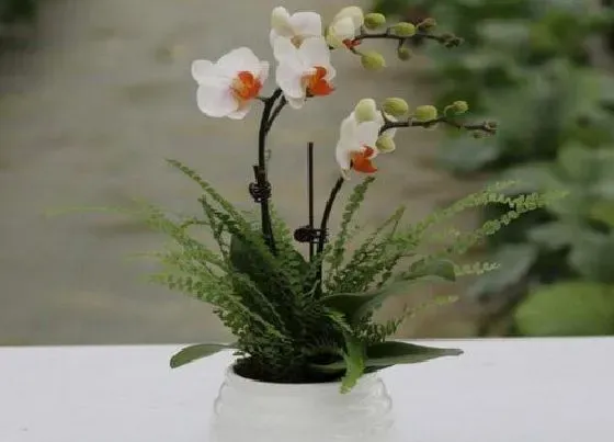 植物百科|兰花属于什么类植物