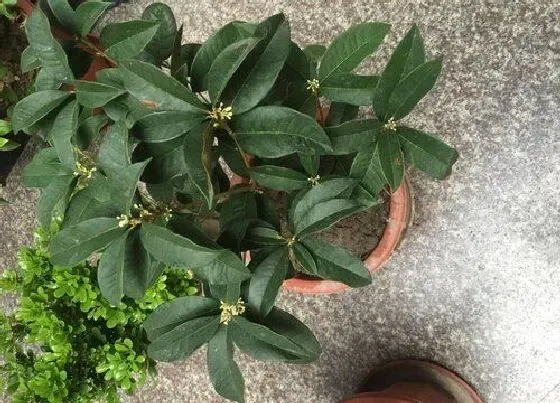 植物施肥|桂花树底肥放什么肥好，底肥施用方法）