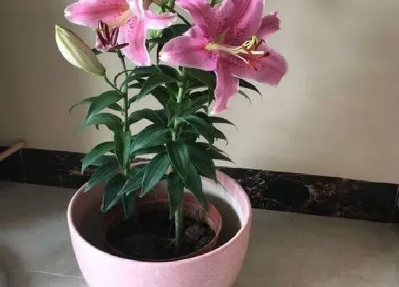 种植管理|百合适合什么季节种植(栽种方法和时间)