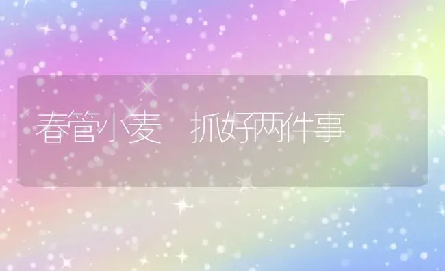 春管小麦 抓好两件事 | 粮油作物种植
