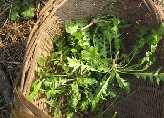 植物百科|地菜又叫什么名字