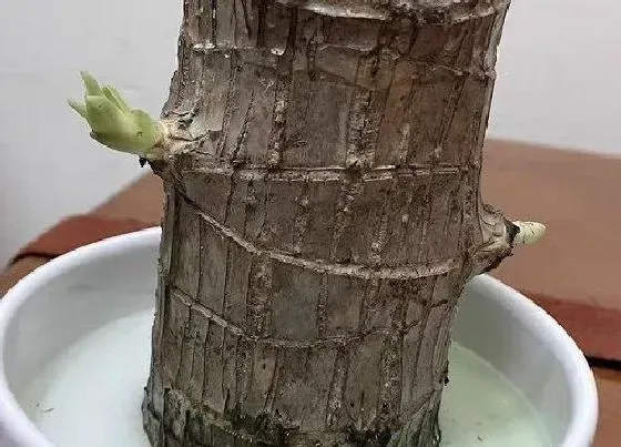 叶子发黑|巴西木叶子发黑怎么办