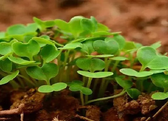 种植管理|水萝卜的种植方法和时间 最佳播种时间