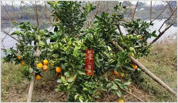 纽荷尔脐橙种植前景怎样,分析得很透彻 | 农业技术
