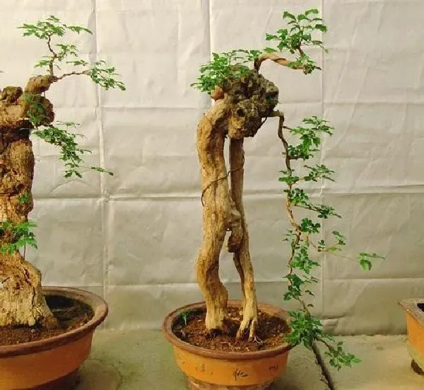 盆景|黄荆盆景怎么养 养护方法与管理注意事项
