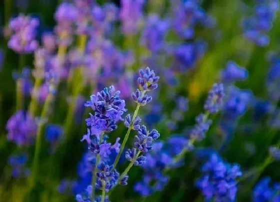 花语|薰衣草花语及代表意义