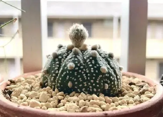 种植土壤|多肉星兜配土方法与种植土壤
