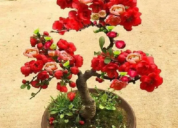 养殖方法|四季海棠怎么养家庭养法