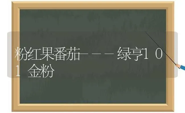 粉红果番茄---绿亨101金粉 | 瓜果种植
