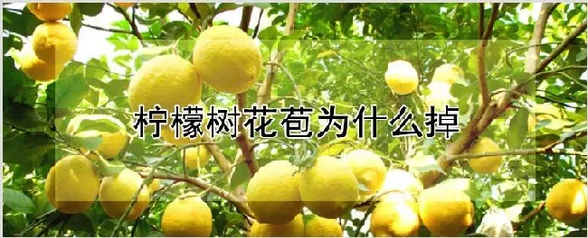 柠檬树花苞为什么掉 | 自然知识