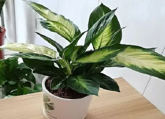种植长叶|万年青不长叶子怎么办