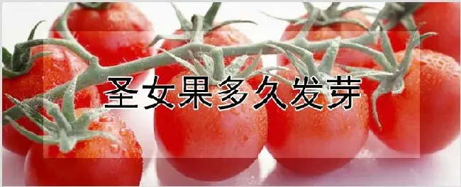 圣女果多久发芽 | 农业科普