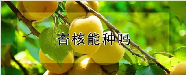 杏核能种吗 | 种植技术