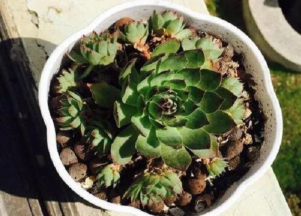 植物移栽|观音莲夏天可以换盆吗 换盆浇水方法及注意事项