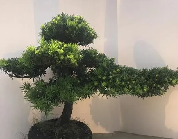 植物生根|罗汉松扦插生根最快方法