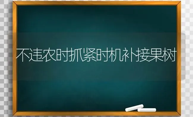 不违农时抓紧时机补接果树 | 瓜果种植