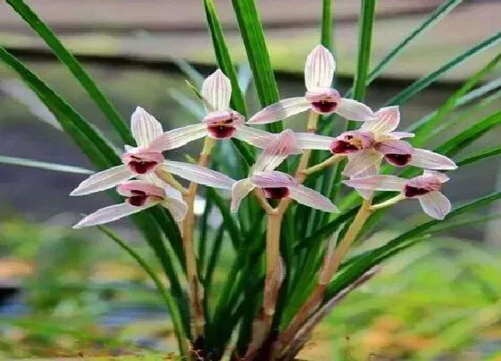 植物百科|兰花属于什么类植物