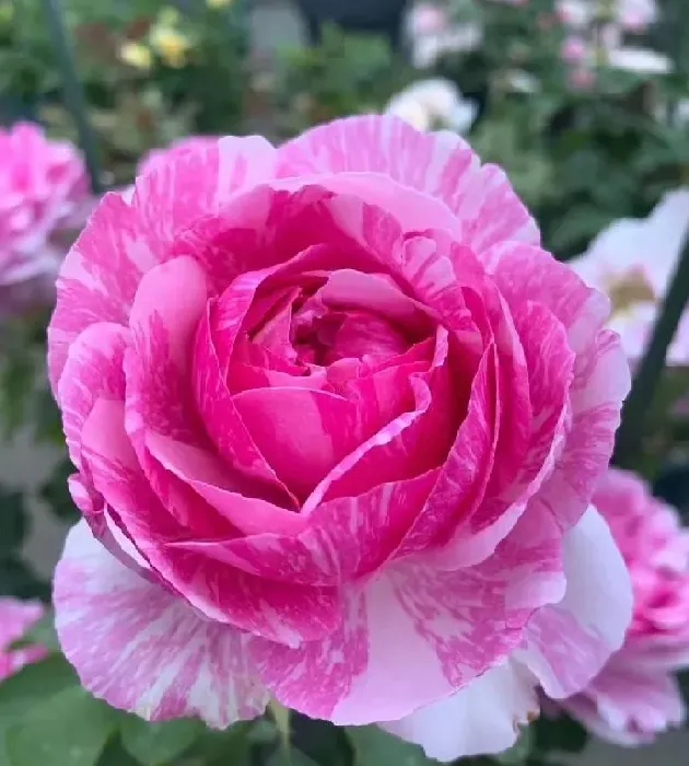 植物百科|伊芙飞溅月季优缺点（灌木伊芙飞溅好养花期长又耐寒耐阴）