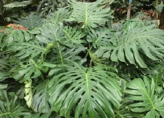绿植|武汉适合种什么植物
