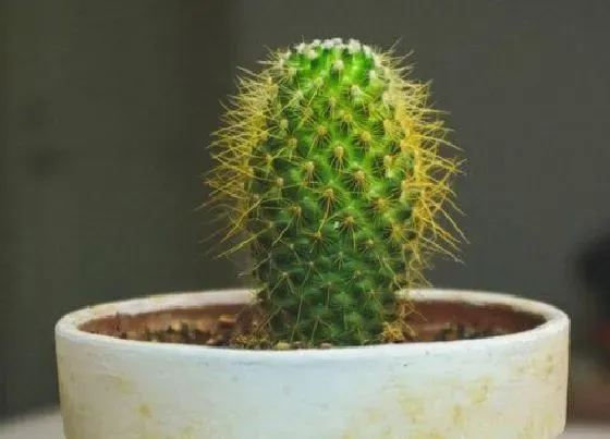 摆放常识|10种不怕太阳晒的盆栽绿植（什么植物喜阳光暴晒且好养）