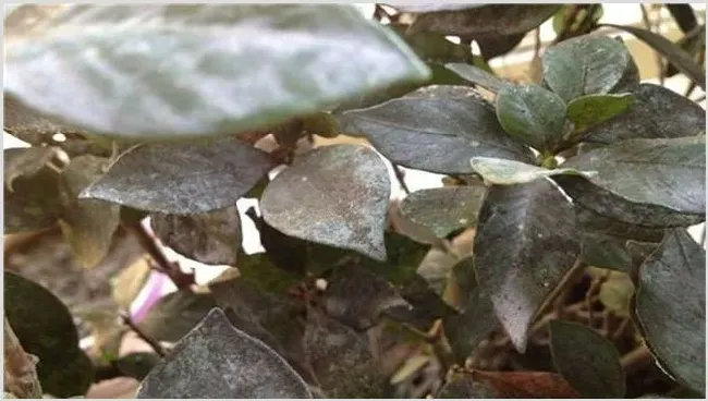 栀子叶子边缘发黑枯萎 | 耕种资料