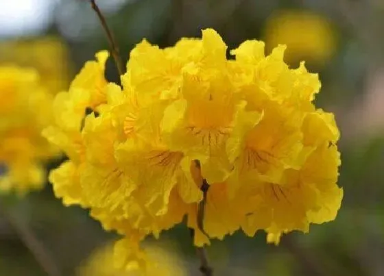 开花时间|风铃木什么时候开花
