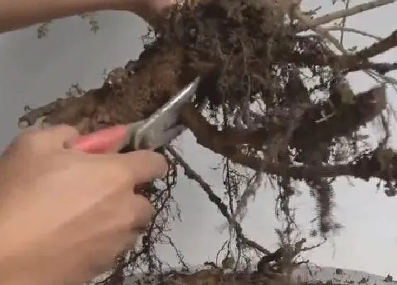 植物修剪|白蜡树什么时候剪枝合适