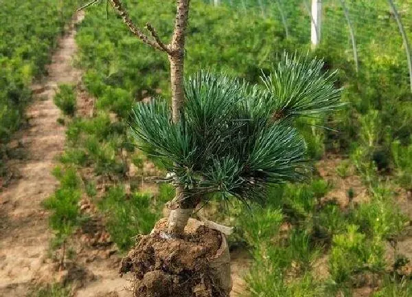 植物浇水|多菌灵可以浇五针松吗