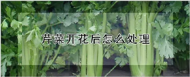 芹菜开花后怎么处理 | 种植技术