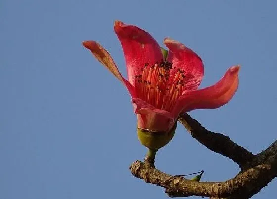 花期|木棉花花期是什么时候