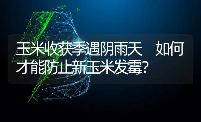 玉米收获季遇阴雨天 如何才能防止新玉米发霉？ | 粮油作物种植