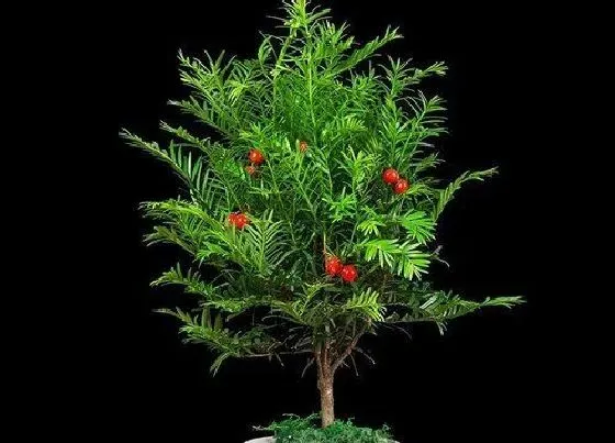 冬天植物|红豆杉怕冻不怕冻（盆栽红豆杉零下几度就冻死了）