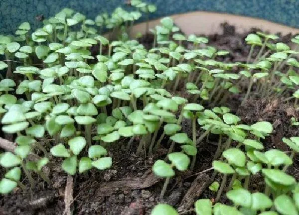 植物发芽|罗勒种子多久发芽