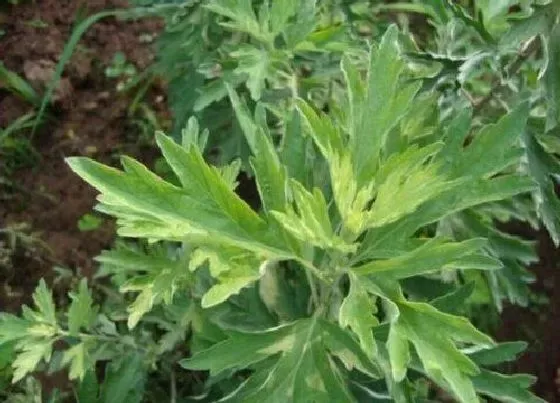 植物繁殖|艾叶怎么繁殖方法和注意事项