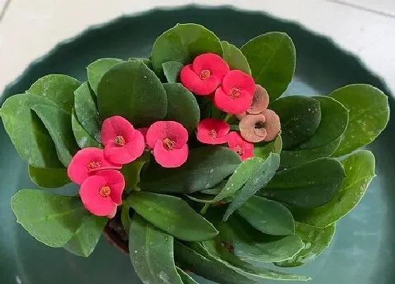 摆放常识|10种不怕太阳晒的盆栽绿植（什么植物喜阳光暴晒且好养）