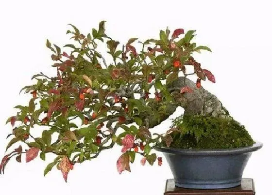 颜色花|山楂树开花是什么颜色 开的花是什么样子的