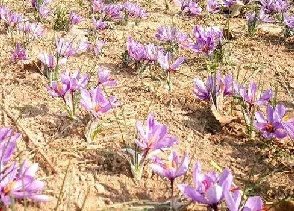 养殖科普|藏红花好种植吗 人工种植藏红花方法与管理技术