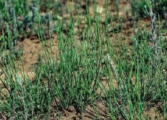 植物百科|麻黄草生长在什么地方