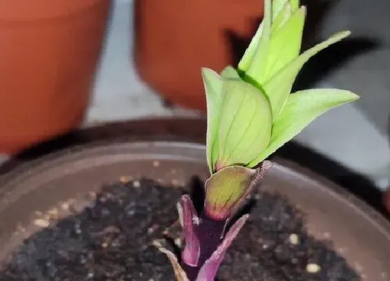 植物百科|百合是一年生还是多年生植物 一般生长几年