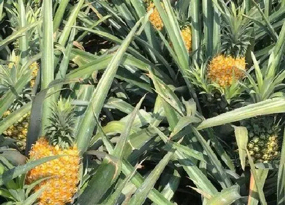 种植管理|菠萝什么季节种植合适