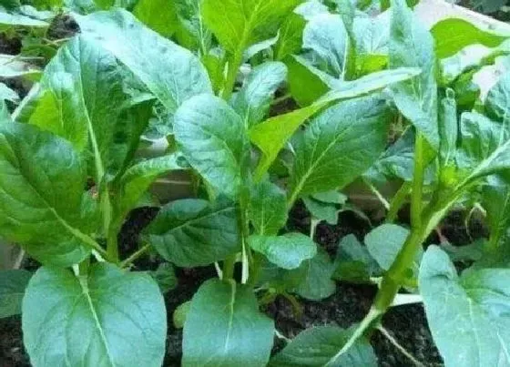 植物百科|菜心又叫什么菜