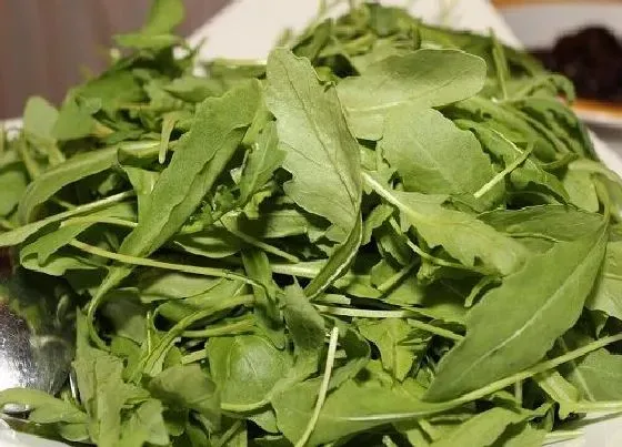 果实成熟|秋茶什么时候采摘
