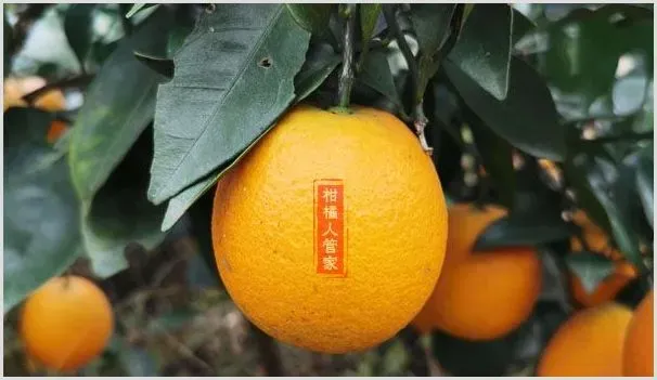 纽荷尔脐橙种植前景怎样,分析得很透彻 | 农业技术